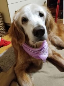 Meet Augie, the Record-Breaking 20-Year-Old Golden Retriever: A Tale of Love and Resilience – BuzzOverDose